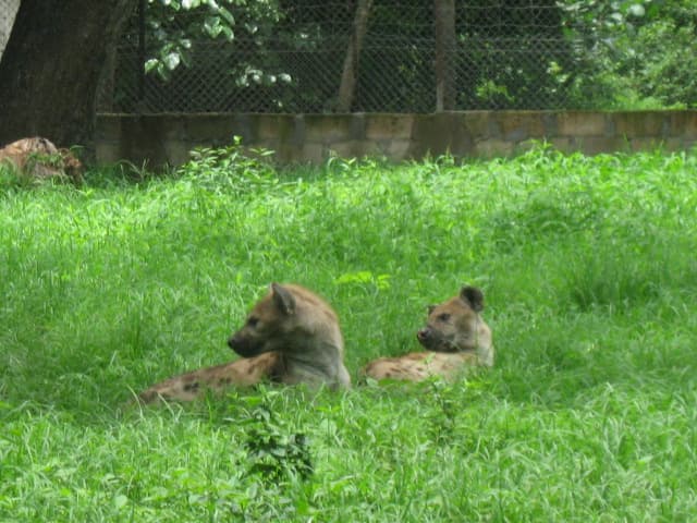 Abuko Nature Reserve Walk