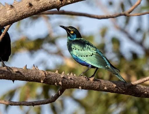 Bintang Bolong Bird Watching Experience
