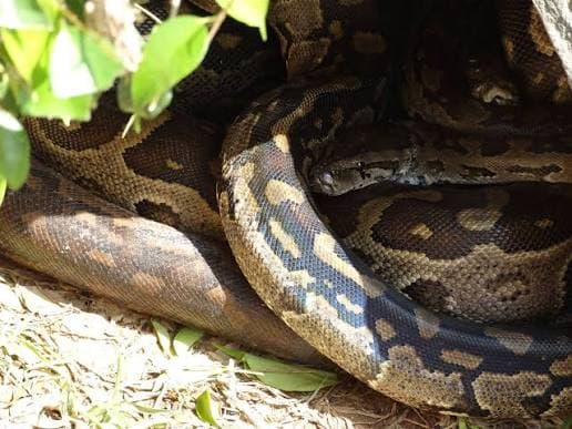 Kartong Snake Farm & South Coast Discovery
